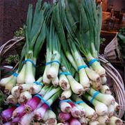 Scallions
