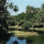 Abuko Nature Reserve, the Gambia