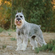Standard Schnauzer