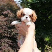 King Charles Spaniel