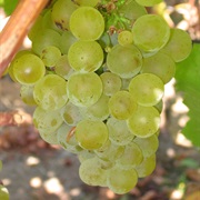 Sauvignon Blanc