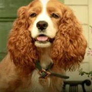 Lady From Lady & the Tramp 2019