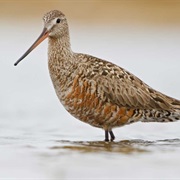 Hudsonian Godwit
