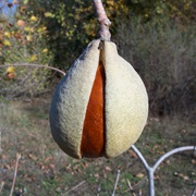 California Buckeye (Aesculus Californica)