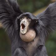 Siamang
