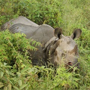 Chitwan Nationalpark