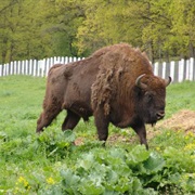 Bison Reservation, Neamt