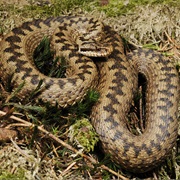 Common Viper