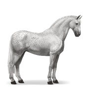 Lipizzaner - Fleabitten Gray