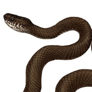Ross' Wolf Snake