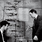 Structure of DNA Discovered (1953)