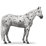 Appaloosa - Black Leopard