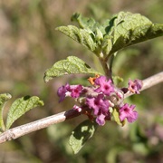 Lippia Palmeri