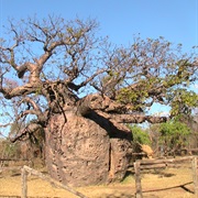 Boab Prison Tree Near Derby