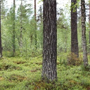Halipuu Forest