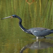Tricolor Heron