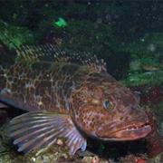 Lingcod