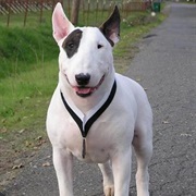 Bull Terrier