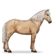 Icelandic Horse - Palomino