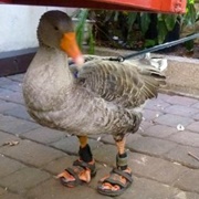 Goose Sandals