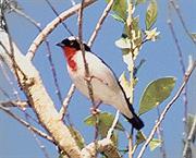 Cherry-Throated Tanager