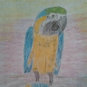 Parrot Meagan Scribner