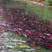 Adams River Salmon Run, Thompson-Nicola, British Columbia