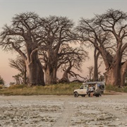 Baines' Baobabs, Nxai Pans National Park, Botswana