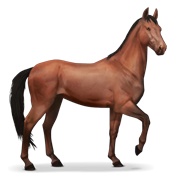 Akhal-Teke - Cherry Bay