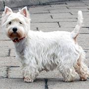 Terrier