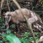 Hog Badger