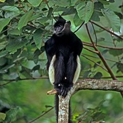 Delacour's Langur