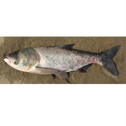 Bighead Carp