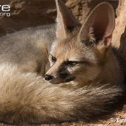 Blanford's Fox