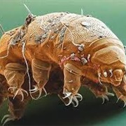 Tardigrades