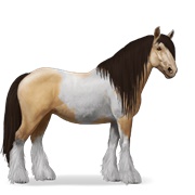 Gypsy Vanner - Dun Tobiano