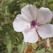 Common Marshmallow (Althaea Officinalis)