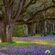 Bush's Pasture Park, Salem OR