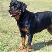 Have a Pet Rottweiler