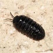 Woodlouse