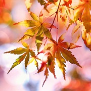 Why Do Leaves Change Their Colour in Autumn?