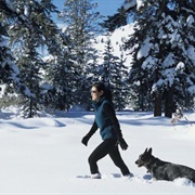 Go With Dog for a Walk