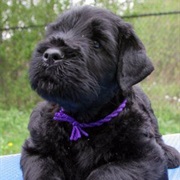 Black Russian Terrier