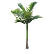 Alexander Palm Tree