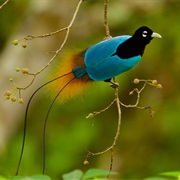 Bird of Paradise