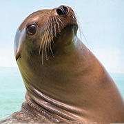 Sea Lion (Aka: Water Dog)