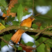 Cryptic Treehunter (Possibly Extinct)