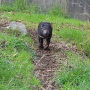 Cleland Conservation Park