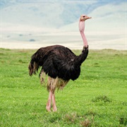 Ostrich