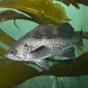 Black Rockfish (Aka: Black Snapper, Gray Rockfish)